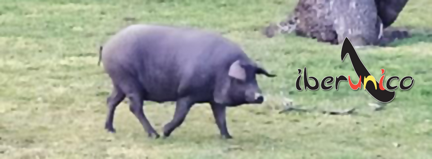 Iberunico